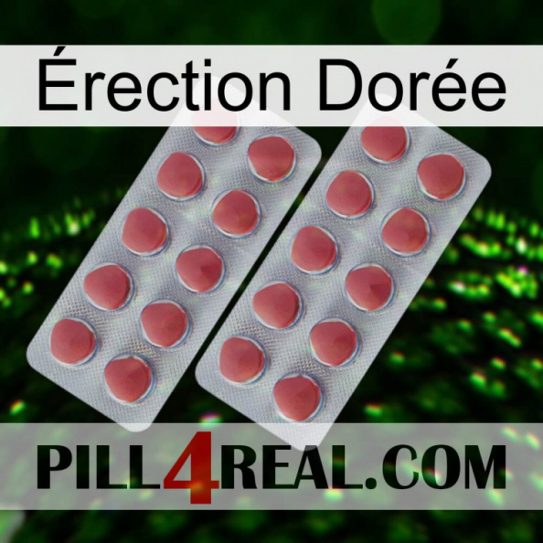 Érection Dorée 19